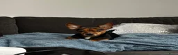 Mixed Breed dogs for sale: Jackawawa boy - Advert 4