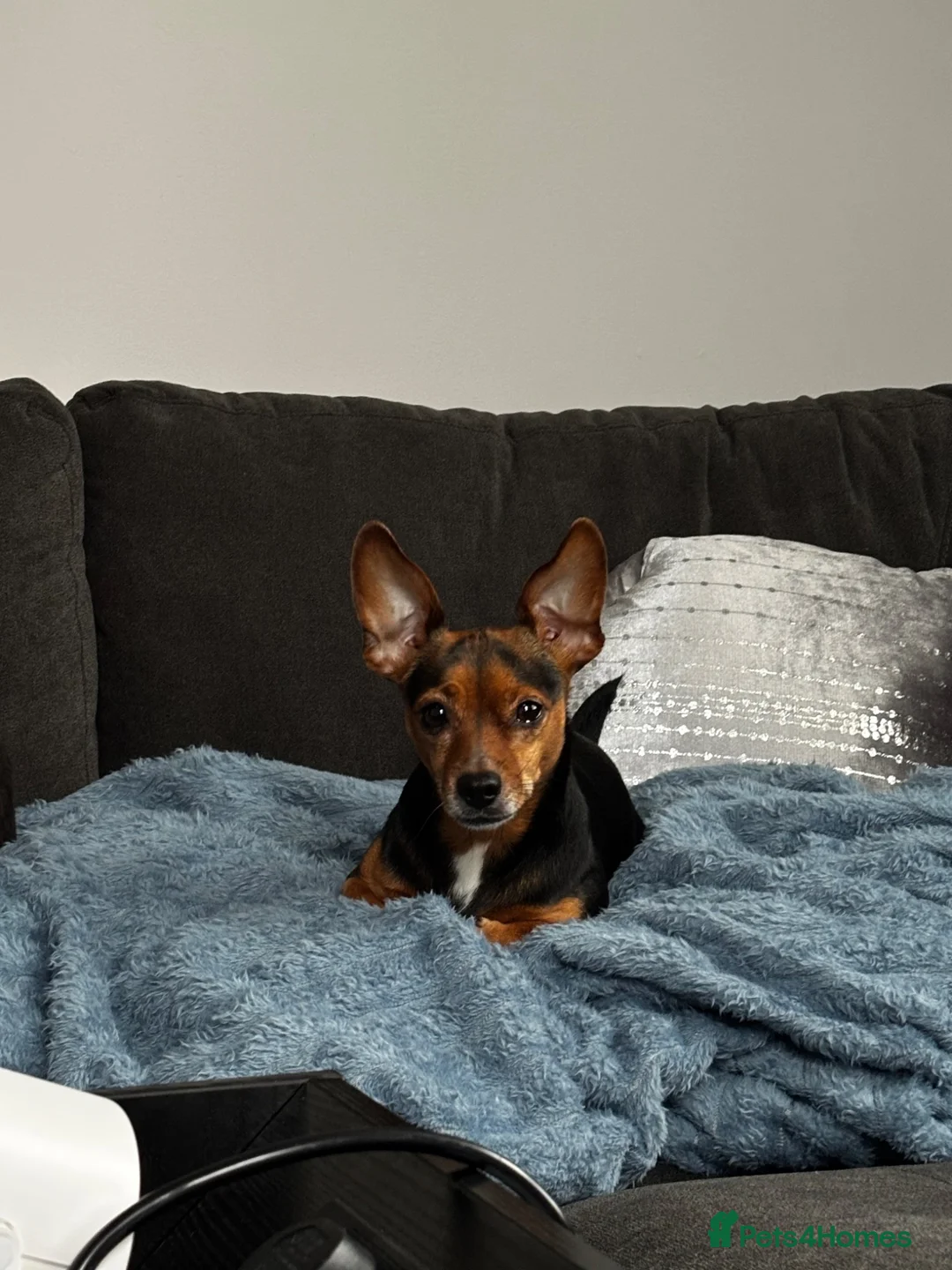 Mixed Breed dogs for sale: Jackawawa boy - Advert 4