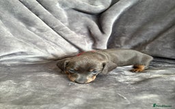 Dachshund dogs for sale: Dachshunds pups for sale - Advert 6