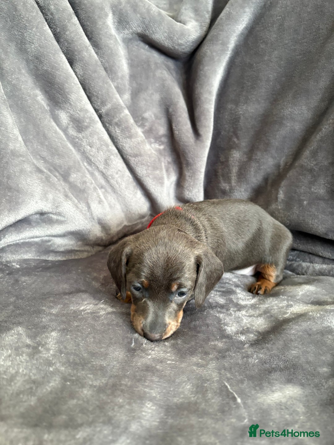 Dachshund dogs for sale: Dachshunds pups for sale - Advert 6