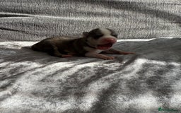 Siberian Husky dogs for sale: 2 stunning Siberian husky puppies for sale - Image 5
