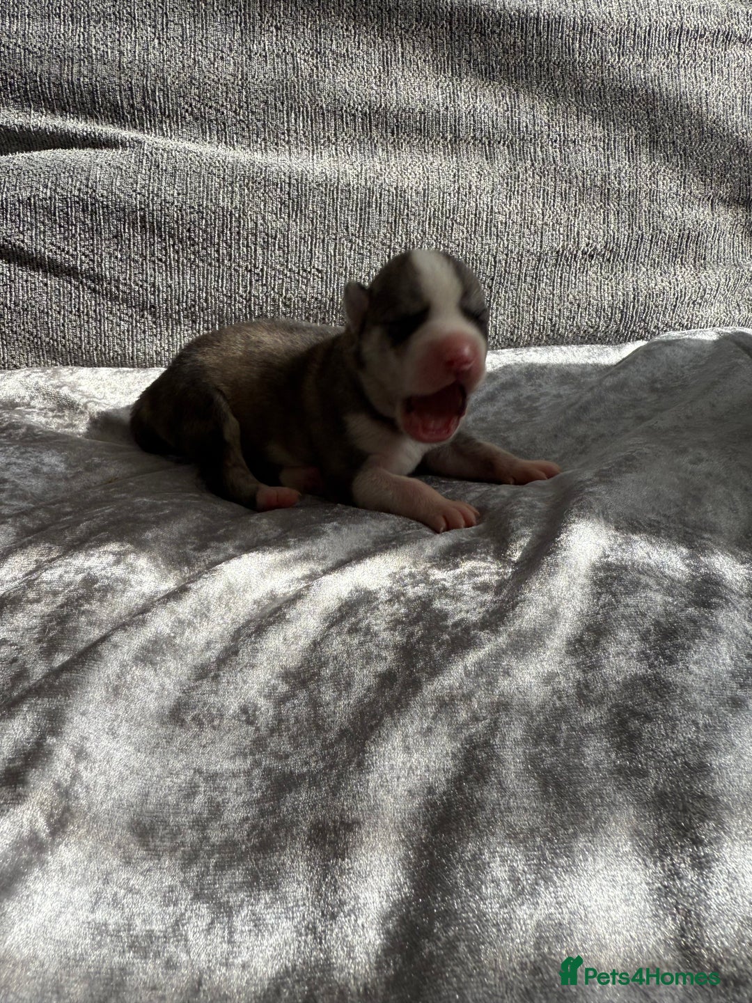 Siberian Husky dogs for sale: 2 stunning Siberian husky puppies for sale - Image 5
