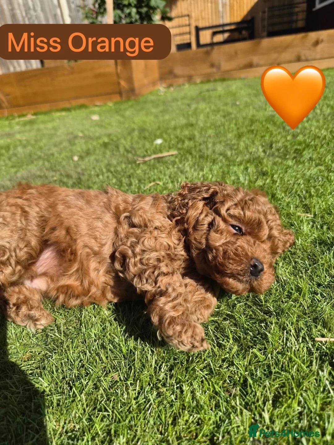 Toy Poodle dogs for sale: 🐾 GORGEOUS RED TOY POODLE GIRLS - Advert 17