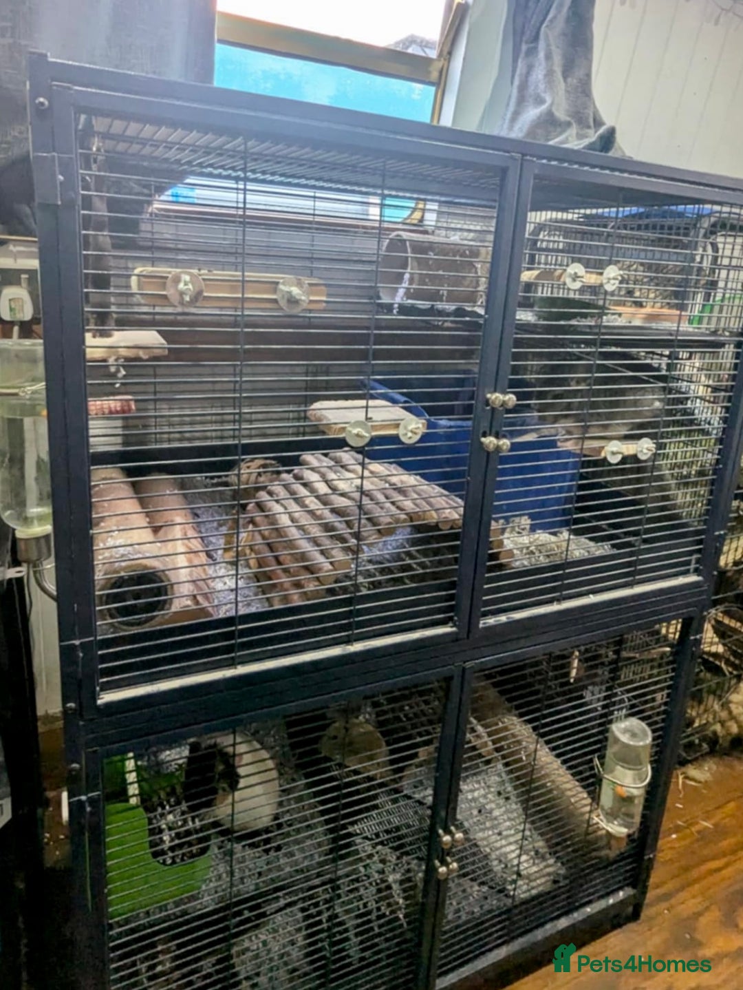 Chinchilla rodents for sale: 2 Male Chinchillas 18months old  - Image 3