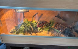 Corn Snake reptiles for sale: Corn snack  - Image 6