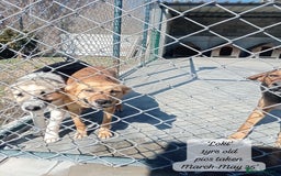 Mixed Breed dogs for adoption: Loki, 1 yr old, male. Reserved stc.  in Brixham - Image 13