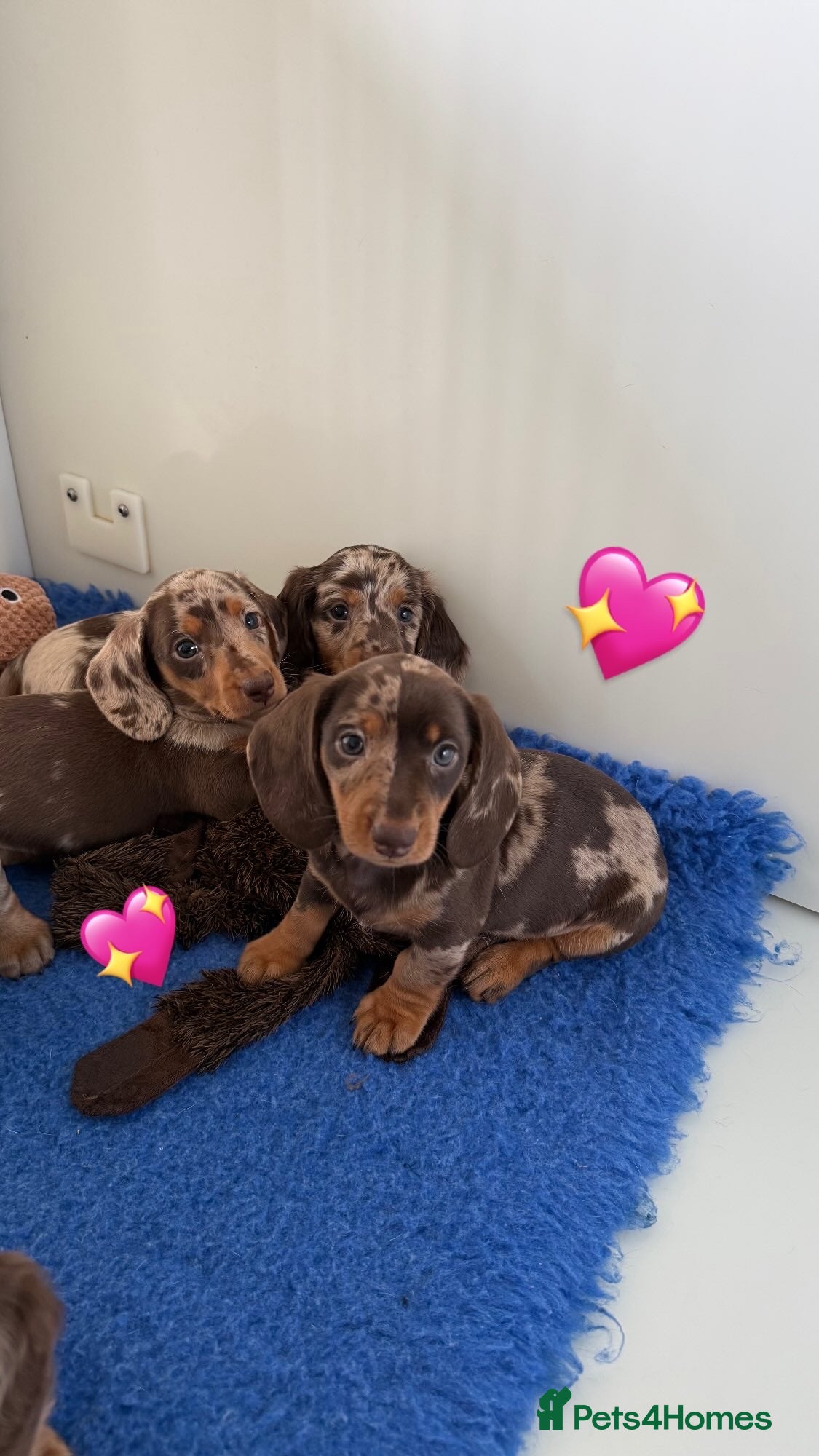 Miniature Dachshund dogs Quality miniature long hair & smooth hair puppy's - Advert 1