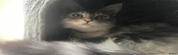 Maine Coon cats for sale: Beautiful full M/C silver tabby girl  in Stroud - Advert 2