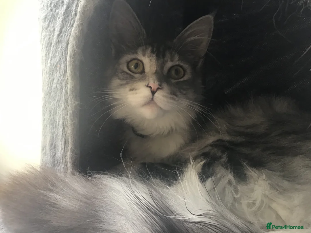 Maine Coon cats for sale: Beautiful full M/C silver tabby girl  in Stroud - Advert 2