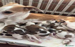 Whippet dogs for sale: 8 WHIPPET PUPPIES   - Image 11
