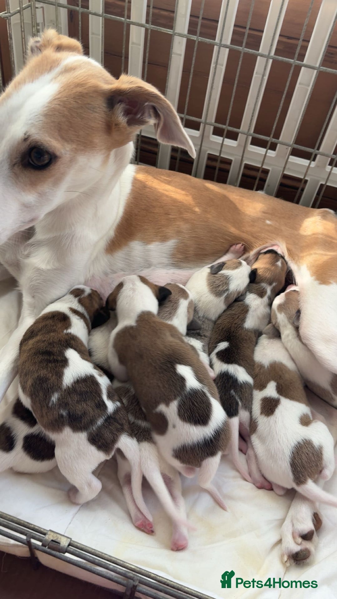 Whippet dogs for sale: 8 WHIPPET PUPPIES   - Image 11