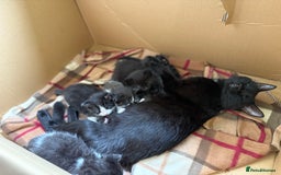 Mixed Breed cats for sale: Beautiful boys and girls  - Image 4