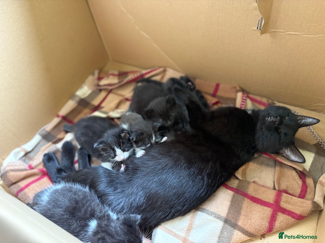 Mixed Breed cats for sale: Beautiful boys and girls  - Image 4