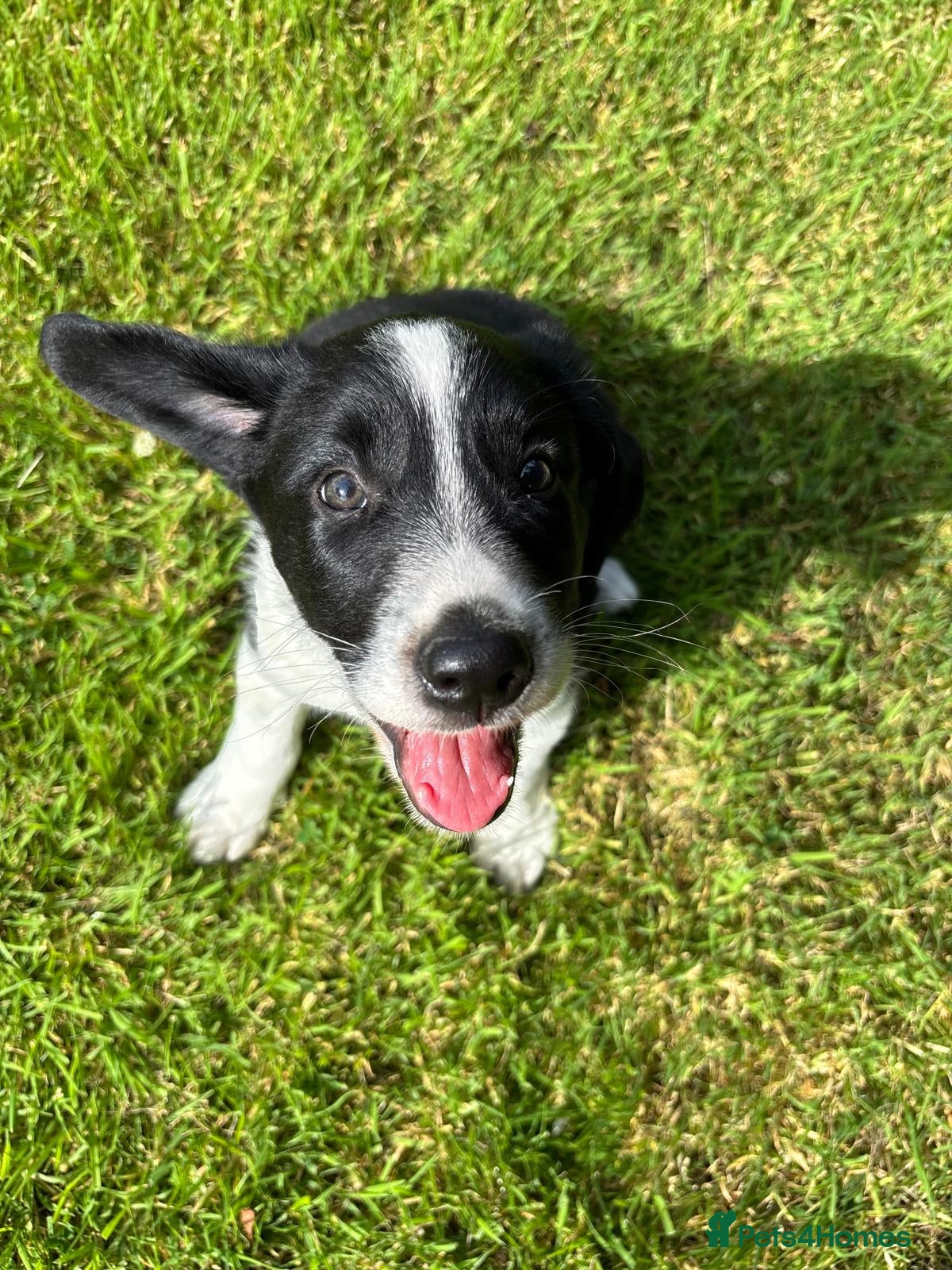 Mixed Breed dogs Cocker x Collie Pup - Advert 1