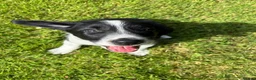 Mixed Breed dogs for sale: Cocker x Collie Pup in Llandovery - Advert 4