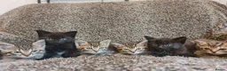 Mixed Breed cats for sale: Kittens for sale  - Advert 6