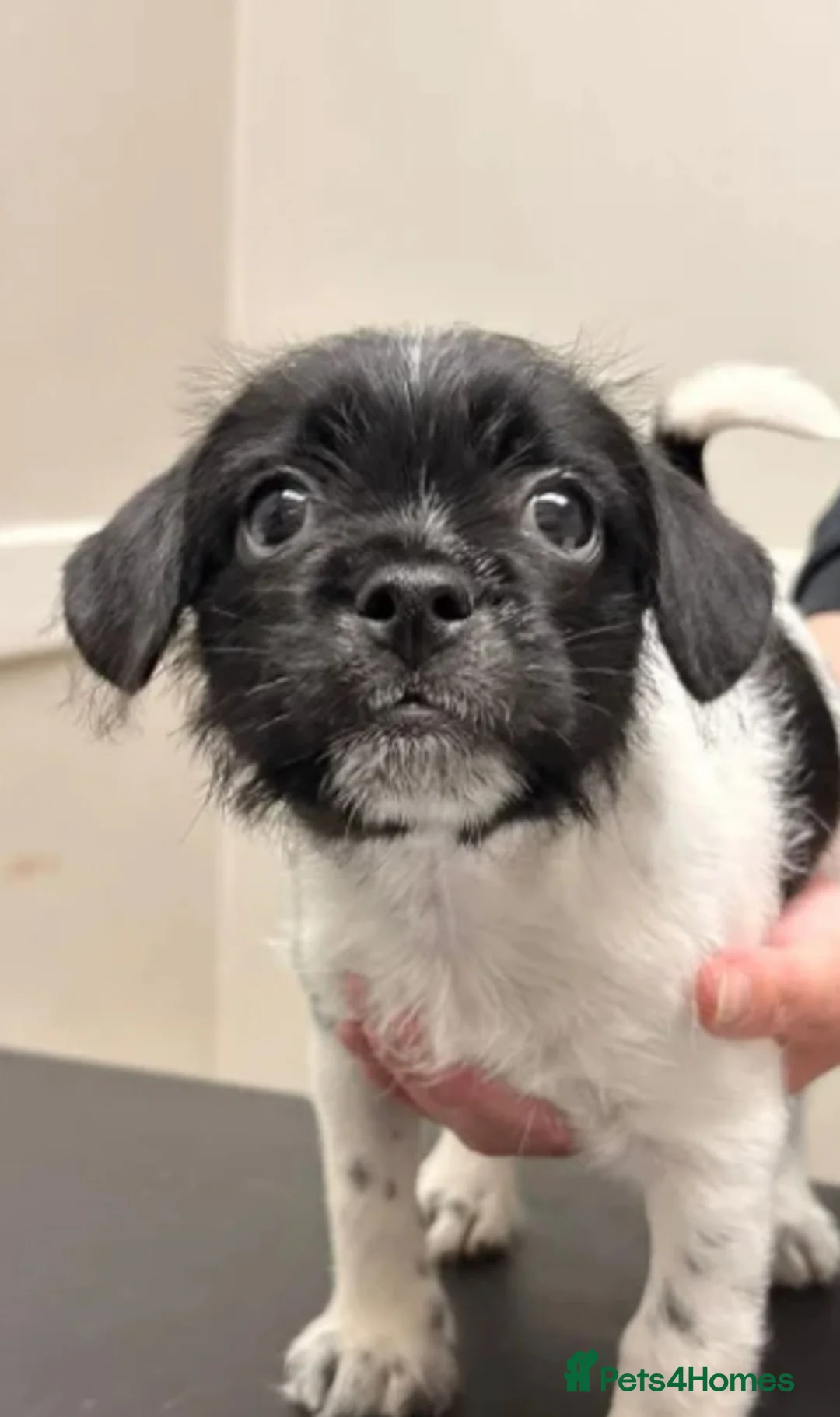 Mixed Breed dogs for sale: Lovely male pup - Advert 2