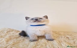 British Shorthair cats for sale: British Shorthair kittens  - Image 6