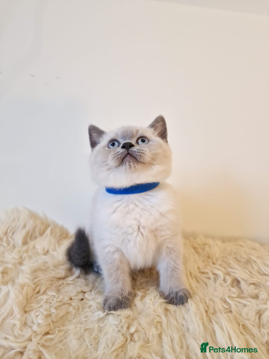 British Shorthair cats for sale: British Shorthair kittens  - Image 6