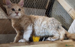 Maine Coon cats for sale: Pure maine coon kittens - Advert 6