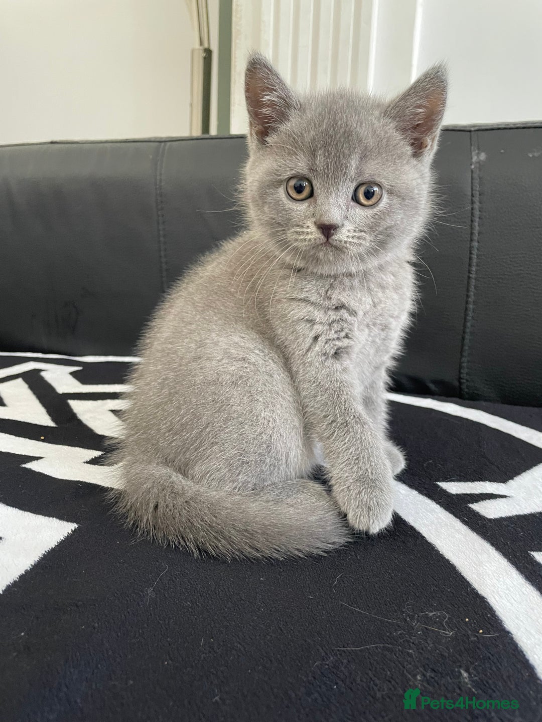 British Shorthair cats for sale: •Blue BSH Kittens – Ready Now . Last kitten left  - Image 22