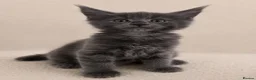 Maine Coon cats for stud: GCCF & TICA Blue Silver Mackerel Tabby - Advert 12