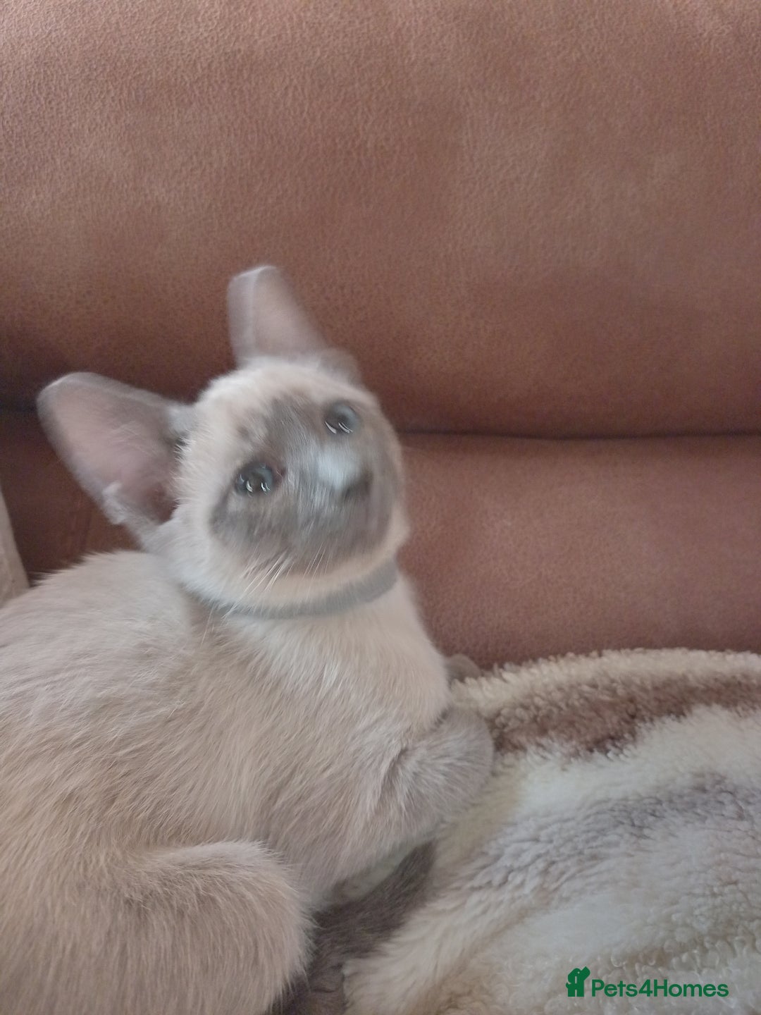 Siamese cats for sale: Beautiful litter of Simease - Image 7