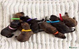 Mixed Breed dogs for sale: Pharaoh hound x blue whippet .last  of the litter  - Image 5
