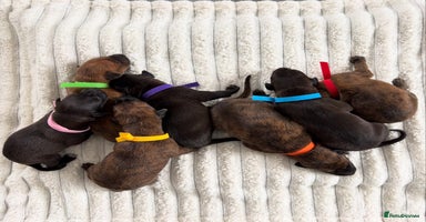 Mixed Breed dogs Pharaoh hound x blue whippet .last  of the litter  - Advert 12