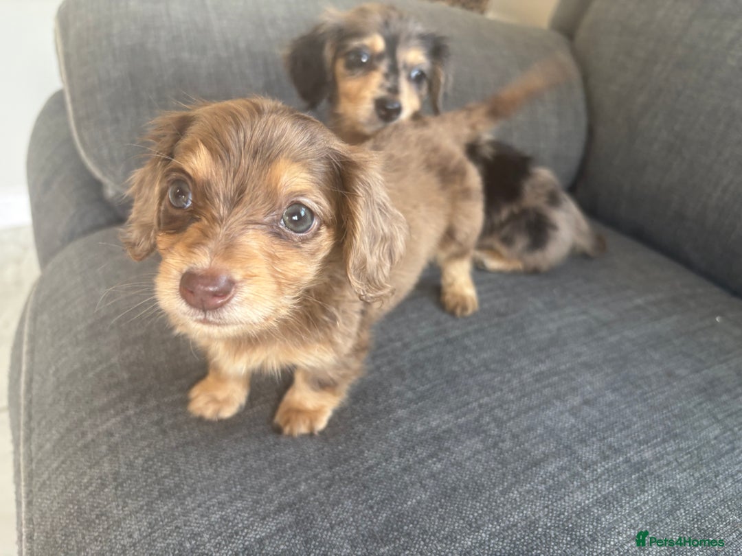 Dachshund dogs for sale: Dachshund  - Image 7