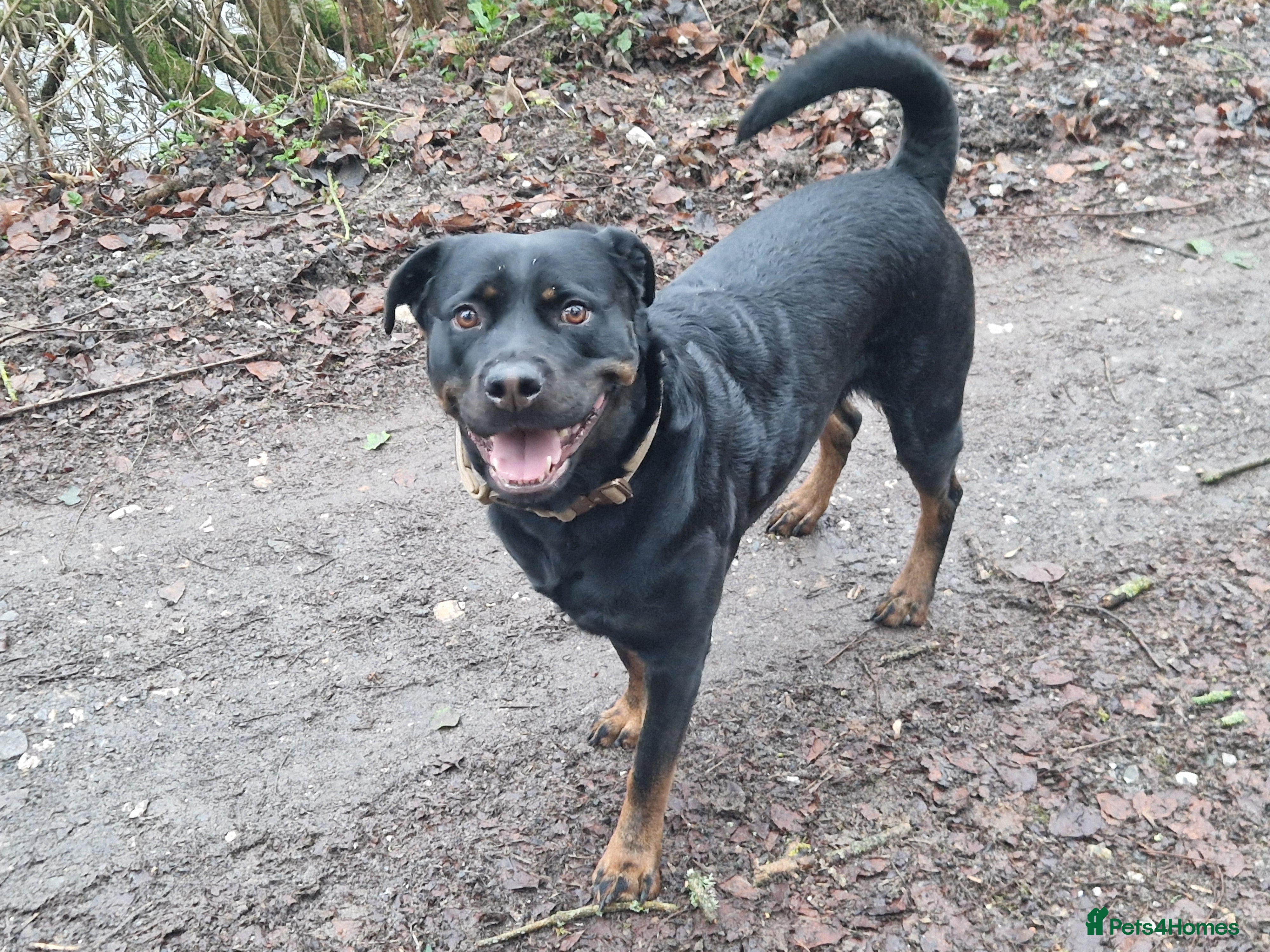 Rottweiler dogs Rottweiler Puppies - Advert 11