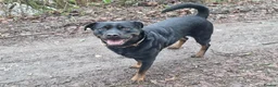 Rottweiler dogs for sale: Rottweiler Puppies - Advert 1