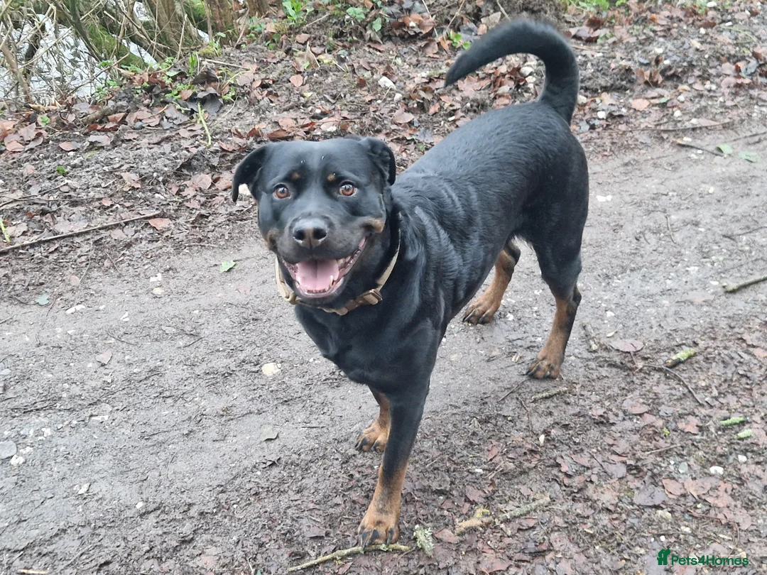 Rottweiler dogs for sale: Rottweiler Puppies - Advert 1