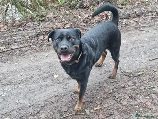 Rottweiler dogs Rottweiler Puppies - Advert 4