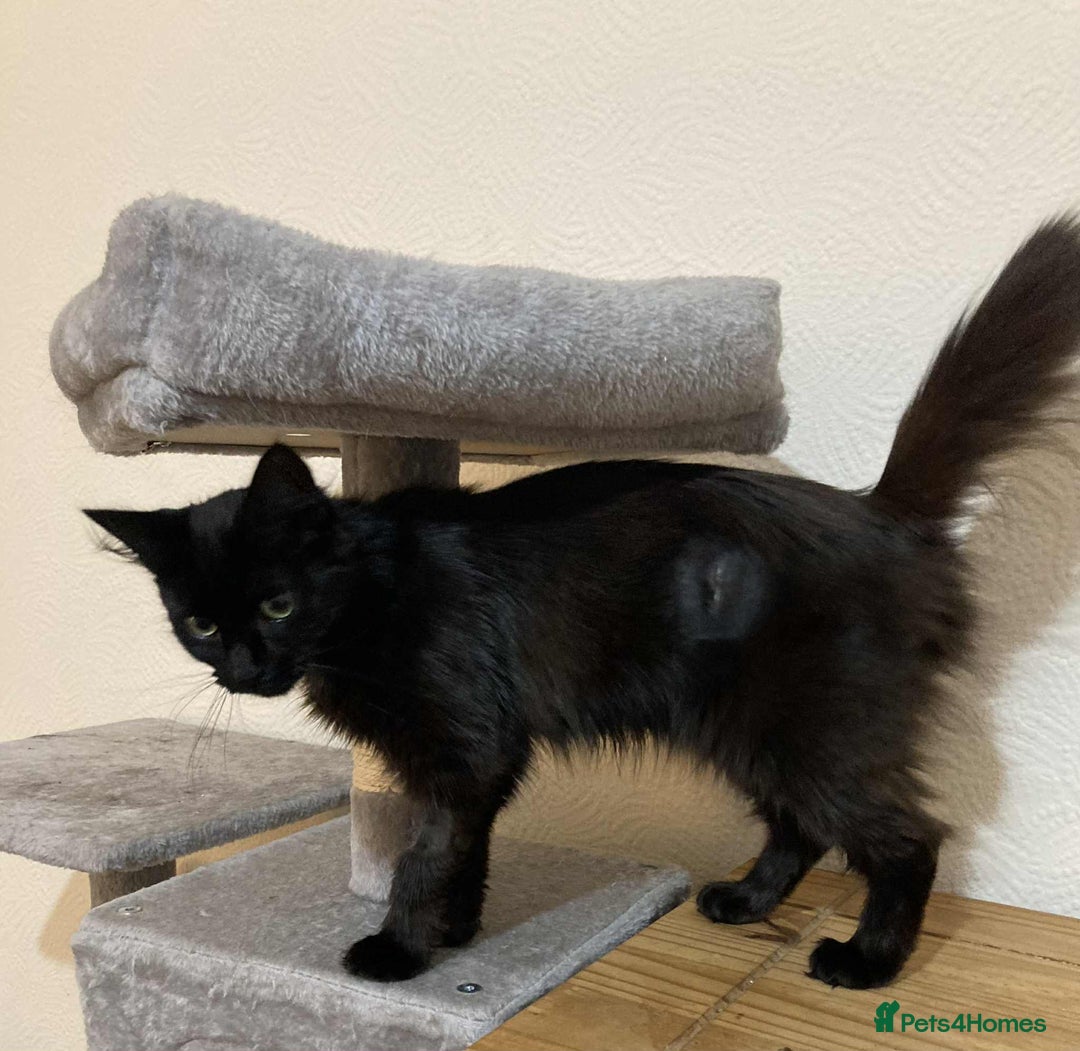 Mixed Breed cats for adoption: Loving Beauty is looking for her forever family - Image 3