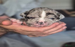Olde English Bulldogge dogs for sale: STUNNING LITTER OF OLD ENGLISH BULLDOGS 😍  - Image 9