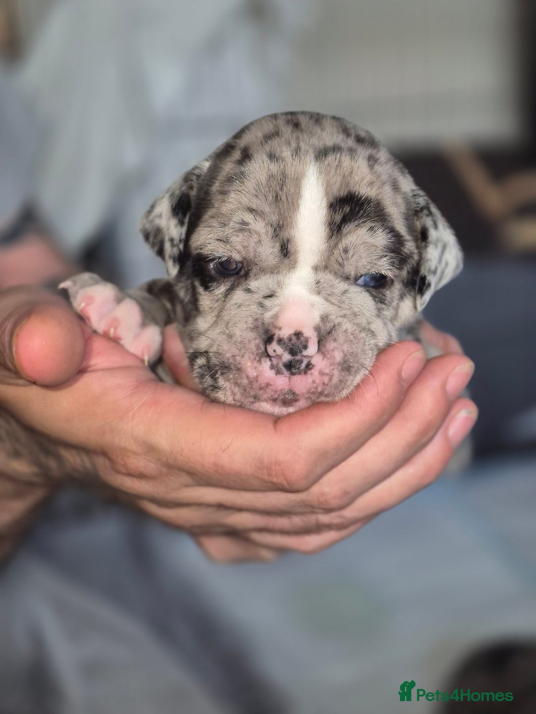 Olde English Bulldogge dogs for sale: STUNNING LITTER OF OLD ENGLISH BULLDOGS 😍  - Image 9