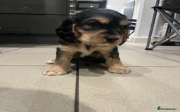 Cocker Spaniel dogs for sale: Cocker Spaniel Puppy - Male - Black/Tan Colour - Image 6