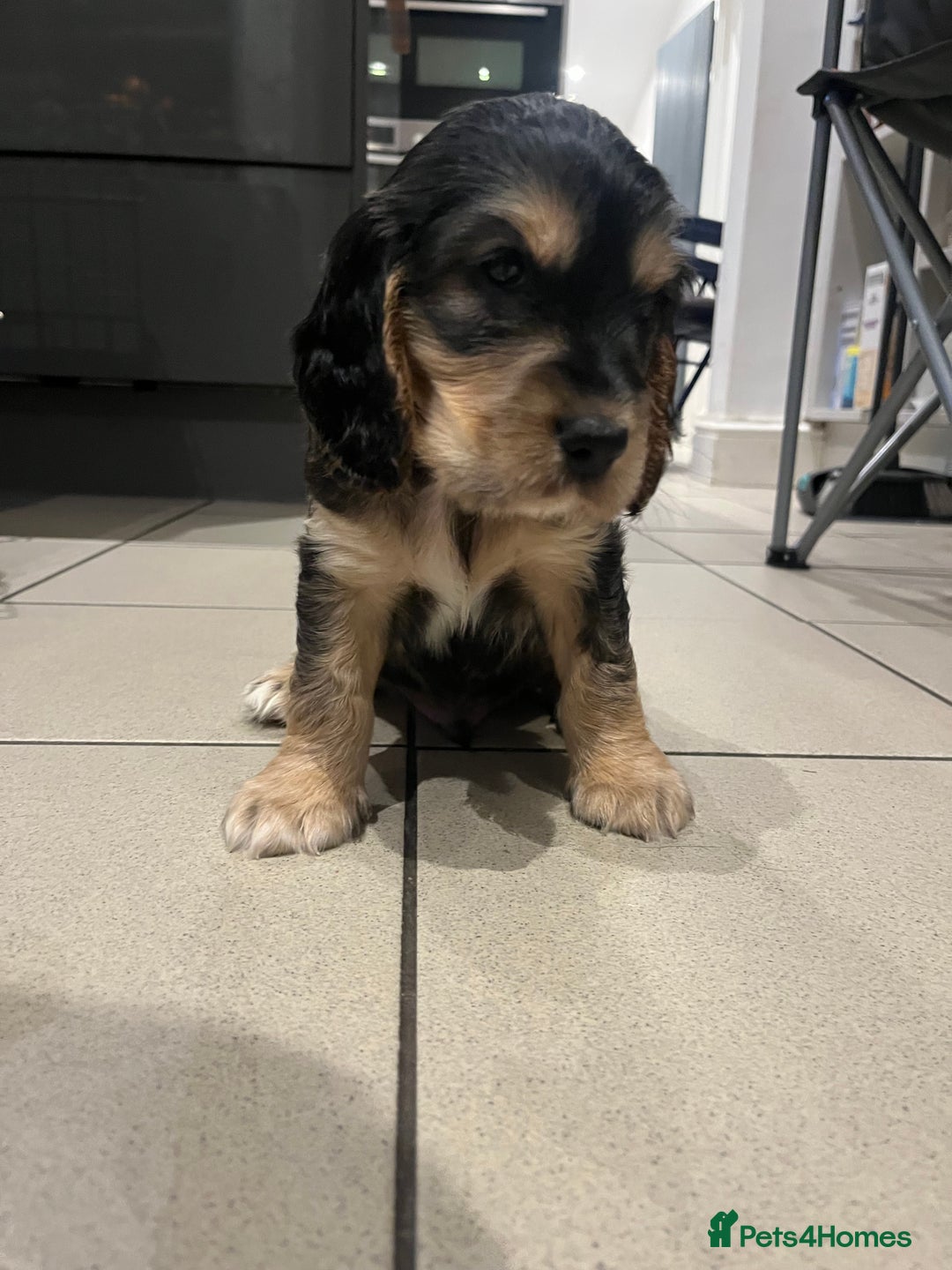 Cocker Spaniel dogs for sale: Cocker Spaniel Puppy - Male - Black/Tan Colour - Image 6