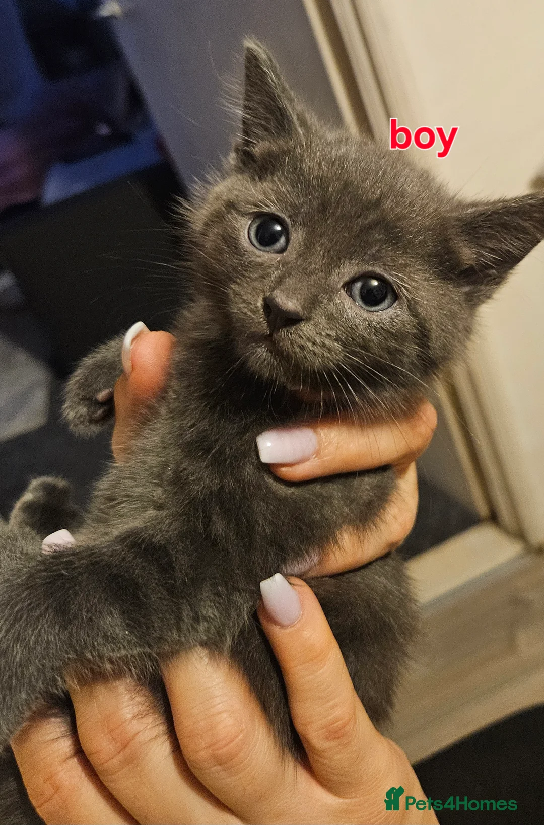 Mixed Breed cats for sale: Adorable kiitens - Advert 4