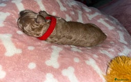 Cockapoo dogs for sale: 🌸3 gorgeous Chunky Cockapoos 🌸 - Image 20