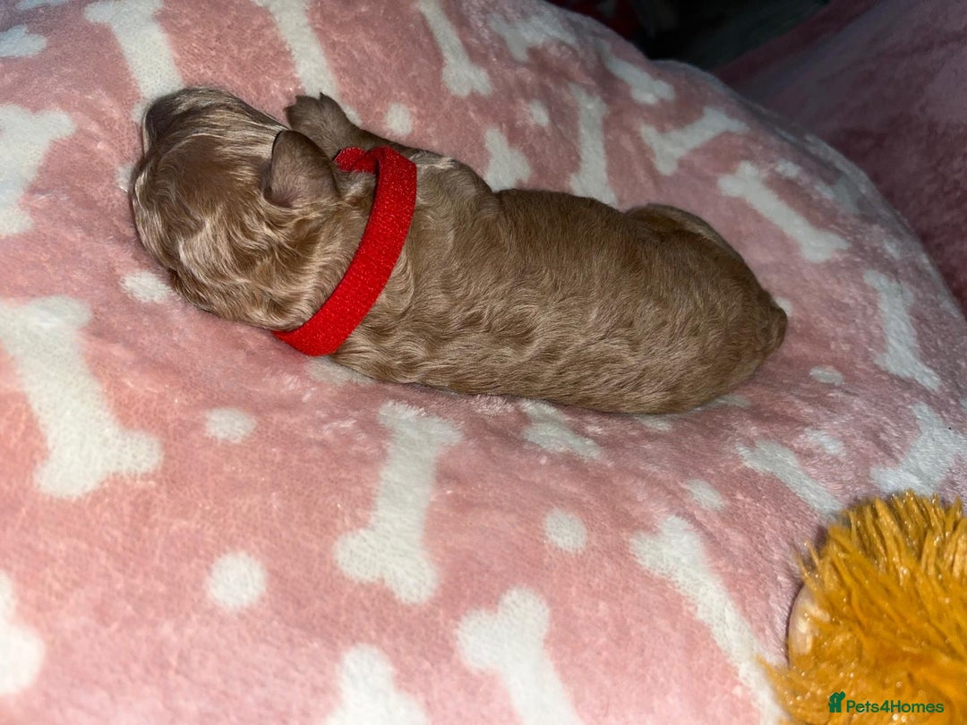 Cockapoo dogs for sale: 🌸3 gorgeous Chunky Cockapoos 🌸 - Image 20