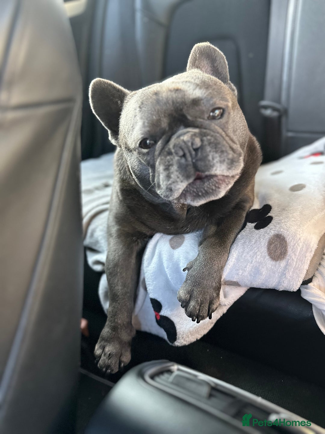 French Bulldog dogs for stud: French bulldog for stud - Image 2