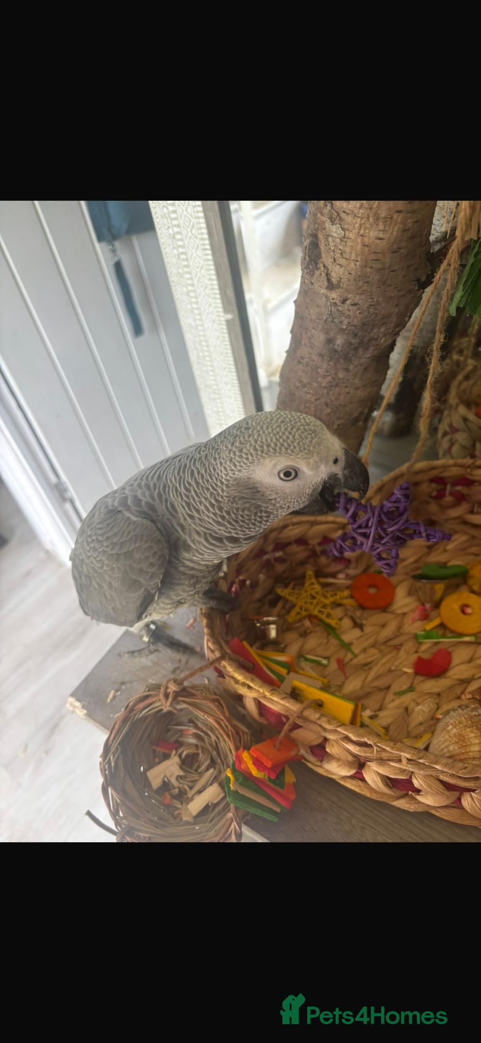 Parrots birds for sale: Hand reared 10 month old female African grey - Advert 4