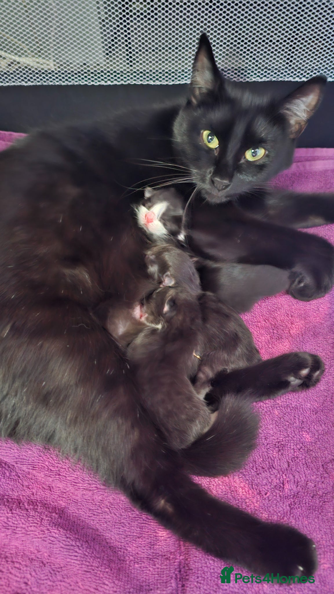 Mixed Breed cats for sale: Ragdoll cross kittens  - Advert 9