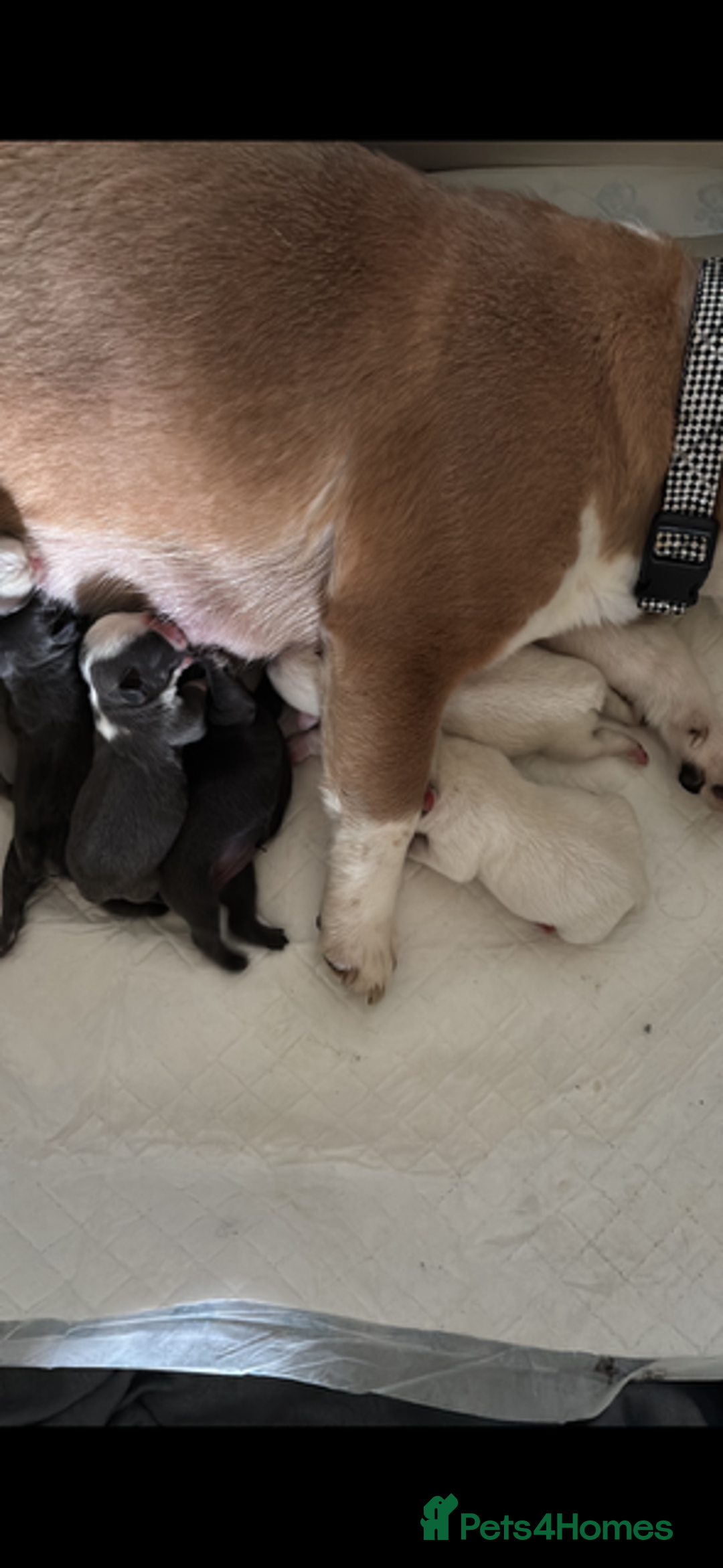 French Bulldog dogs for sale: Female French bulldog  - Advert 15