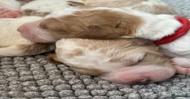 Double Doodle dogs - Advert 5