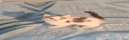 Mixed Breed cats for sale: Beautiful Kittens Videos in Barnsley - Advert 4