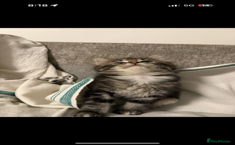 Ragdoll cats - Advert 3