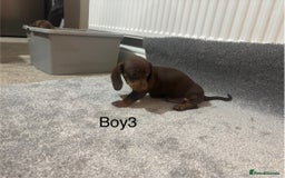 Miniature Dachshund dogs for sale: Chocolate dachshund babies  - Image 9